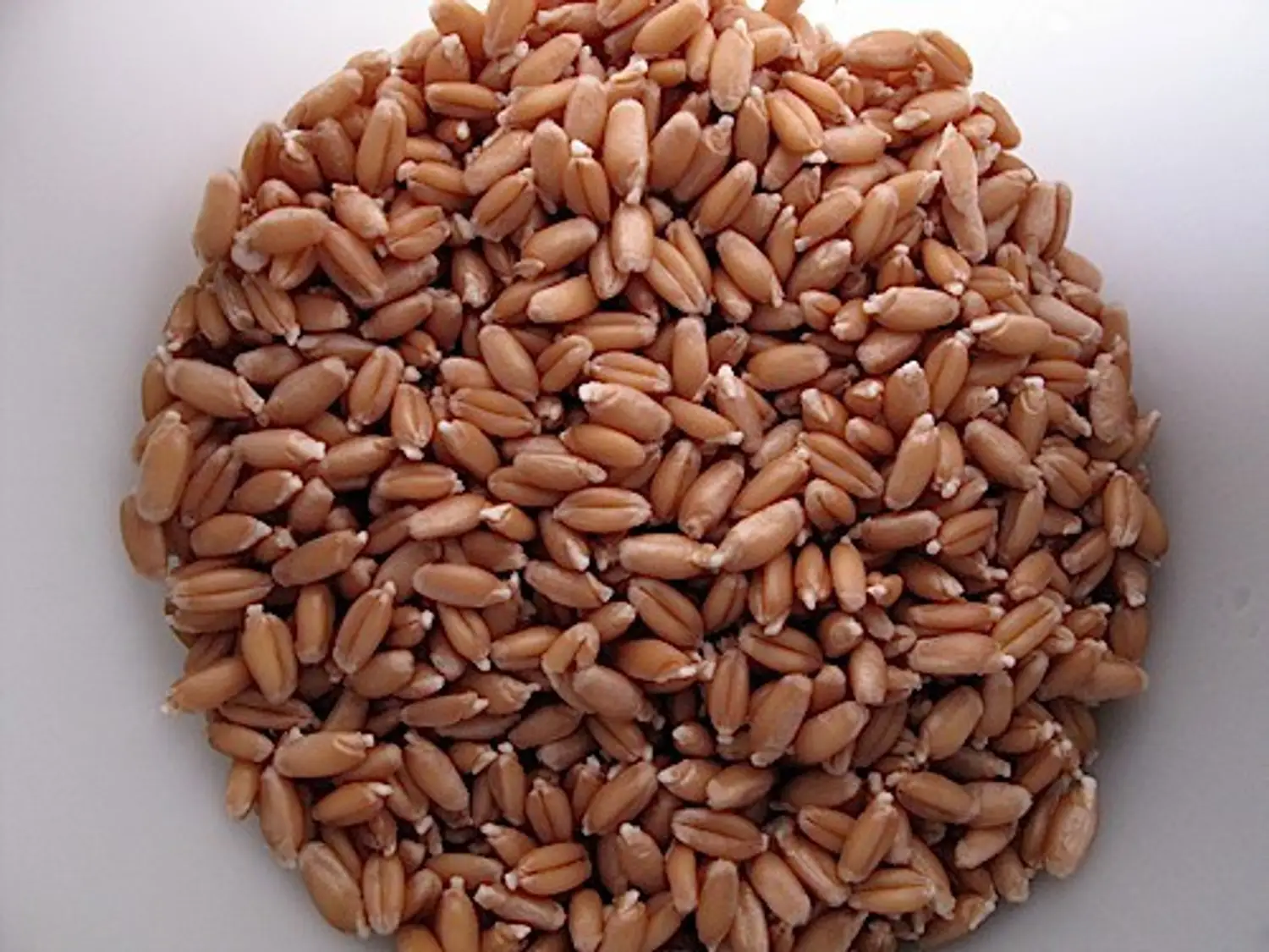 Akshar Whole Wheat 500g