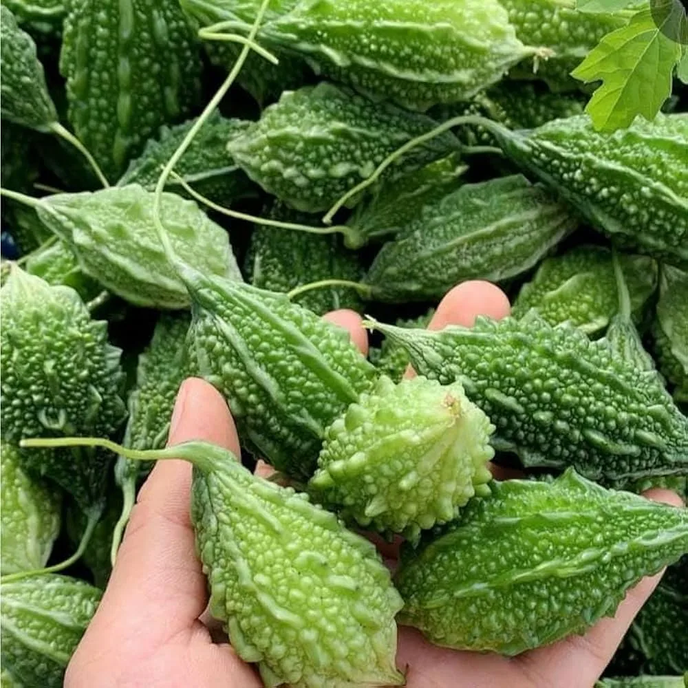 Bittergourd Small 400g