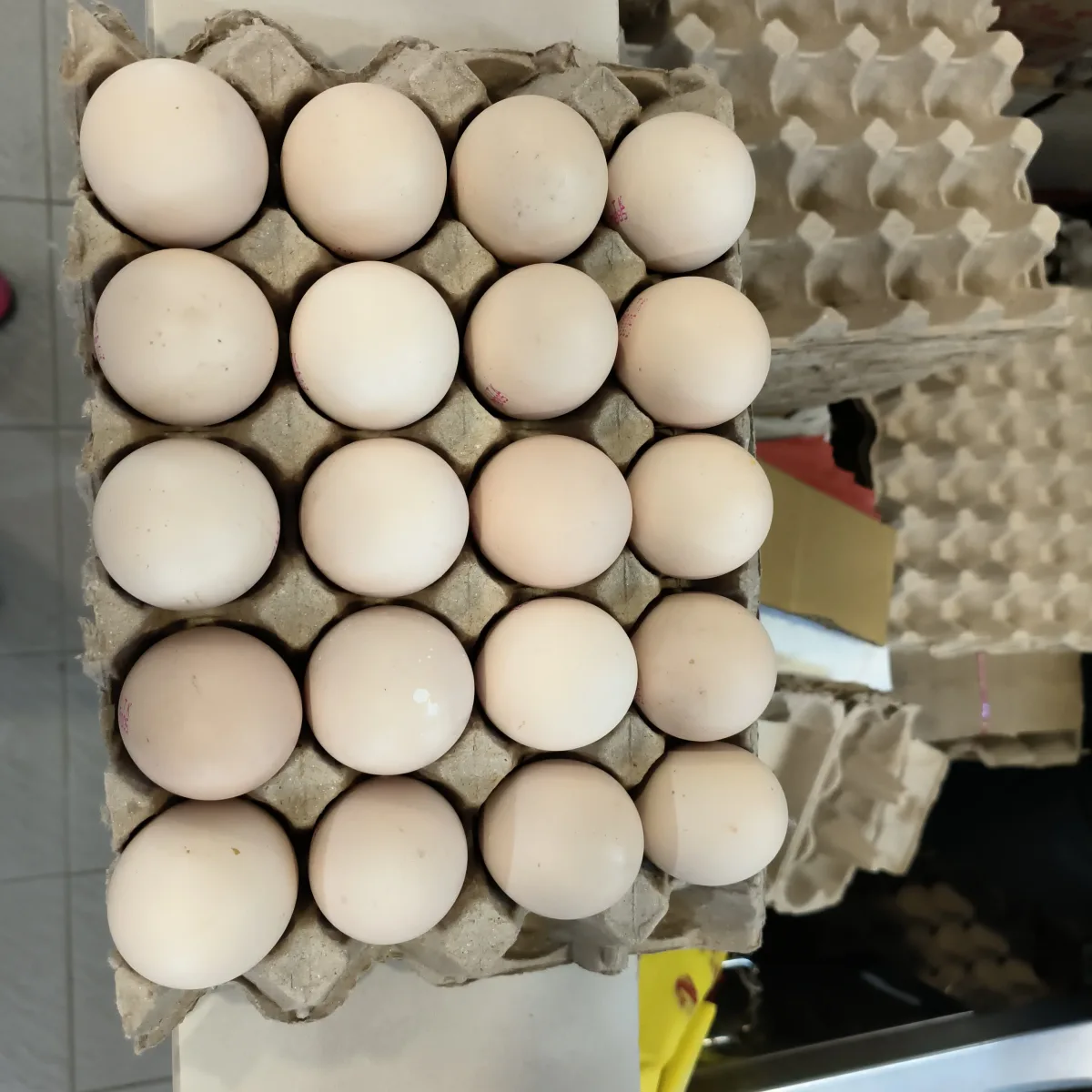 Fresh Kempong Egg 10s