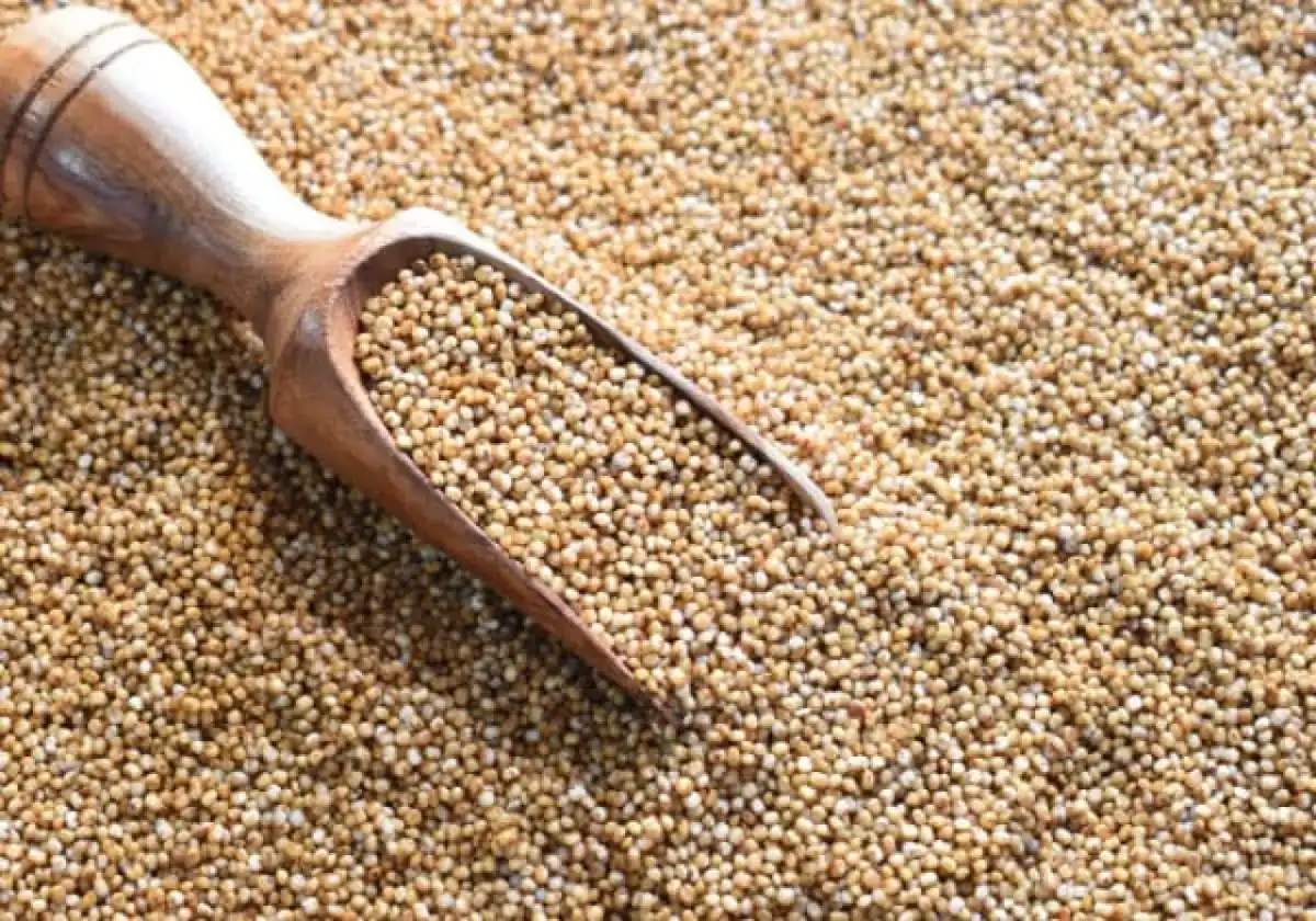 Organic Kodo Millet 500g