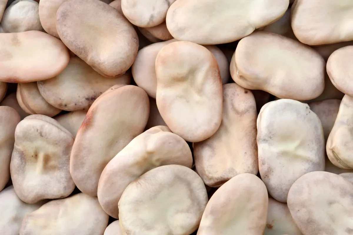 Spm Board Beans